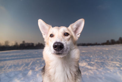 Portrait of dog on snow field