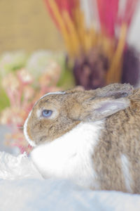 Close-up of a rabbit