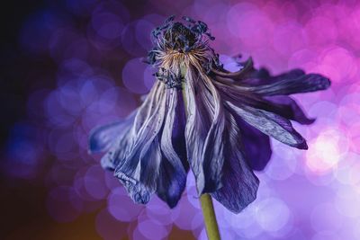 Close-up of wilted flower against blurred background