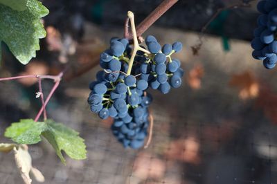 Close-up of bunch of grapes at vineyard