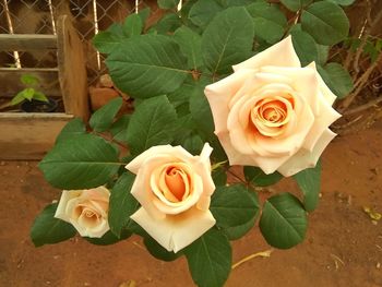 Close-up of rose roses