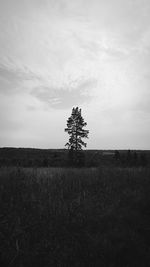 Tree on field against sky