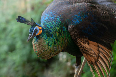 Close-up of parrot