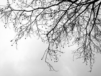 Low angle view of bare trees against sky