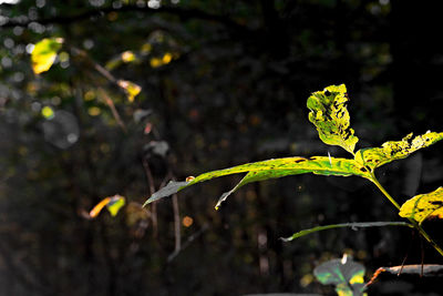 Close-up of plant against blurred background