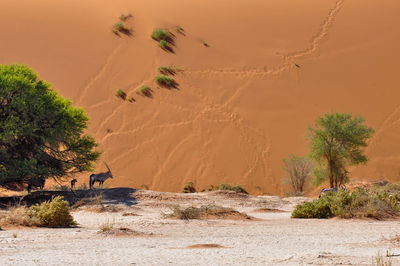 Mid distance view of oryx standing at namib desert