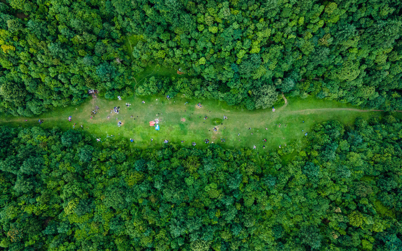 green, plant, growth, high angle view, nature, leaf, grass, day, vegetation, beauty in nature, natural environment, forest, meadow, tree, land, flower, no people, outdoors, lawn, tranquility, water, lush foliage, animal, foliage, shrub, animal themes, scenics - nature, aerial view, woodland, directly above, environment, tranquil scene, field, soil, one animal, plant part