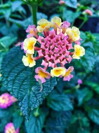 Close-up of pink flowers