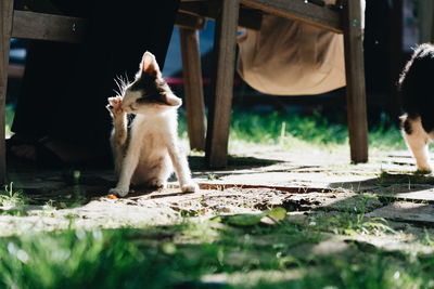 Cat sitting outdoors