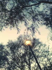 Low angle view of trees against sky