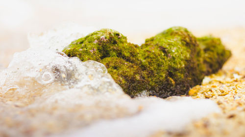 Close-up of food against white background