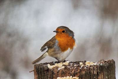 Close-up of bird perching outdoors in snow 