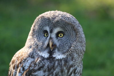 Close-up portrait of a owl