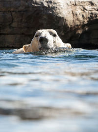 Polar bear swimming in lake