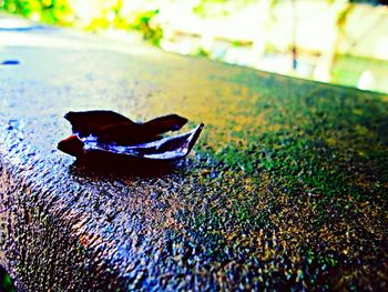 Close-up of turtle in water
