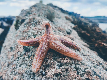 Starfish on a rock