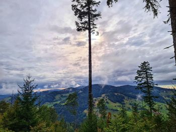 Scenic view of pine trees against sky