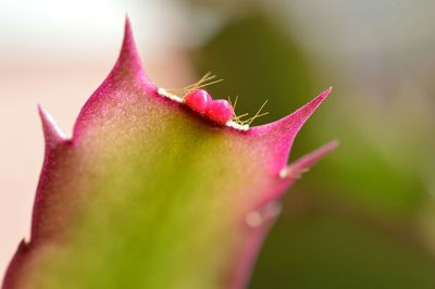 Close-up of pink flowers