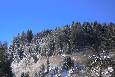 Low angle view of trees against clear sky during winter