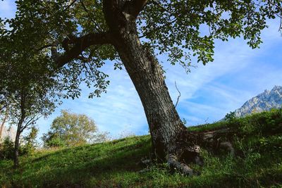 Trees on field against sky