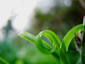 Close-up of fresh green plant