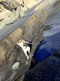 High angle view of dog on rock at shore