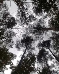 Low angle view of trees in forest