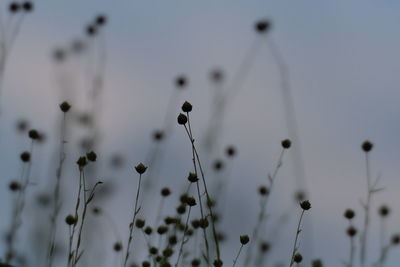 Close-up of flowers against sky