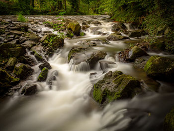 Scenic view of waterfall in forest