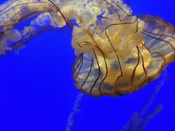 Close-up of underwater