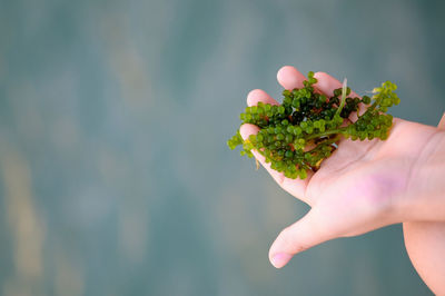 Cropped hand holding leaves