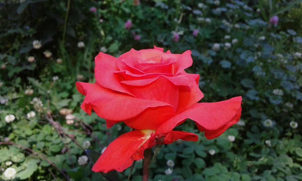 flower, petal, nature, beauty in nature, growth, fragility, plant, flower head, blooming, freshness, outdoors, day, no people, focus on foreground, rose - flower, close-up