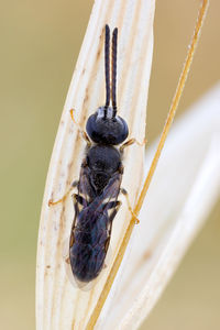 Close-up of insect on flower