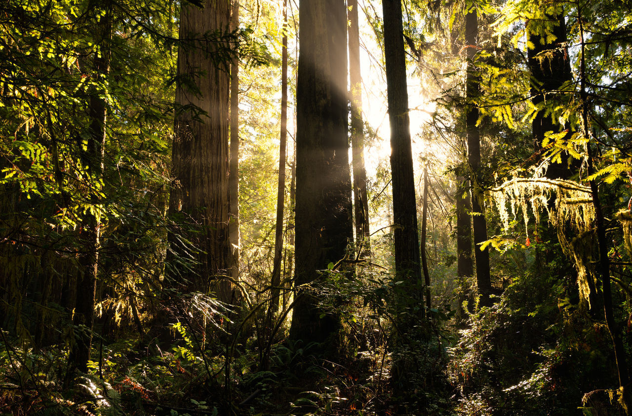 SUNLIGHT STREAMING THROUGH TREES