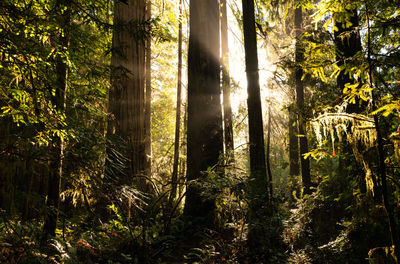 Sunlight streaming through trees in forest