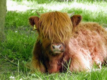 Highland cow lying in a field