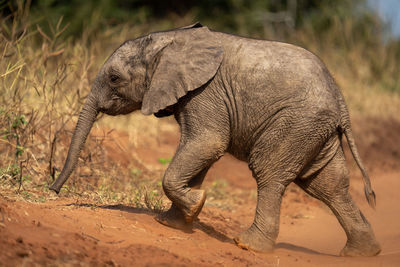 Close-up of elephant on field