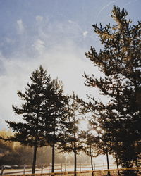 Low angle view of silhouette trees against sky