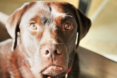 Close-up portrait of a dog