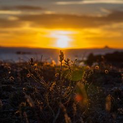 Plants on landscape against sunset