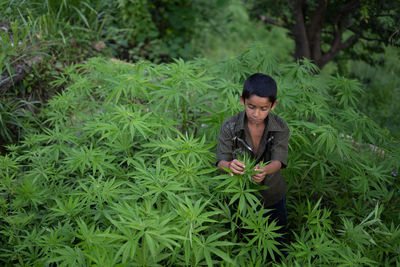 Boy holding marijuana plant