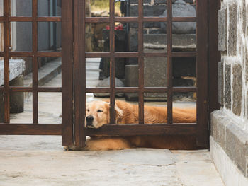 Golden retriever lying on gate