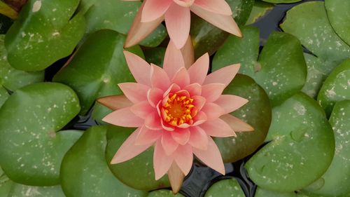 Close-up of pink lotus water lily