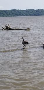 Ducks swimming in sea