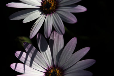 Close-up of purple flower against black background