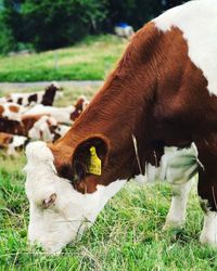 Cow in a field