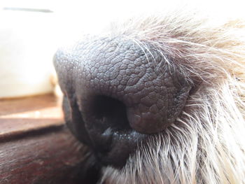 Extreme close-up of animal eye