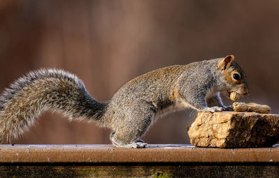 A squirrel finds peanuts on a flat stone