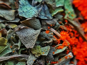 Full frame shot of orange leaves