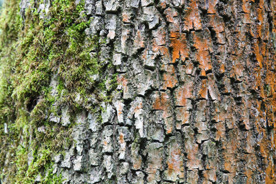 Close-up of lichen on tree trunk